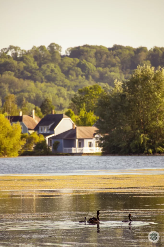 Grèbe sur le lac de l'Ailette avec vue sur le center parc