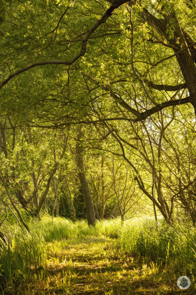 Sous bois à Chamouille, le long de la voie verte de l'Ailette