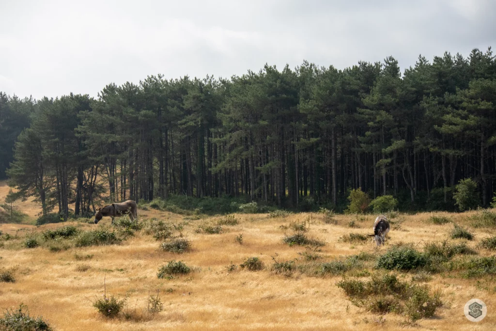 Vue sur les pins dans les dunes de Quend en Baie de Somme