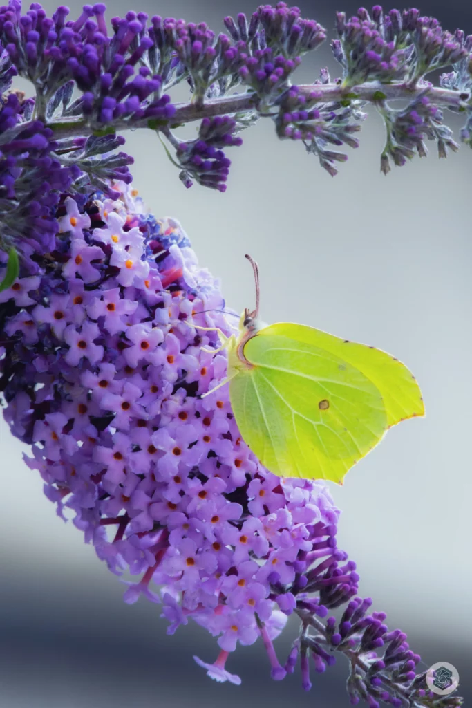 Papillon