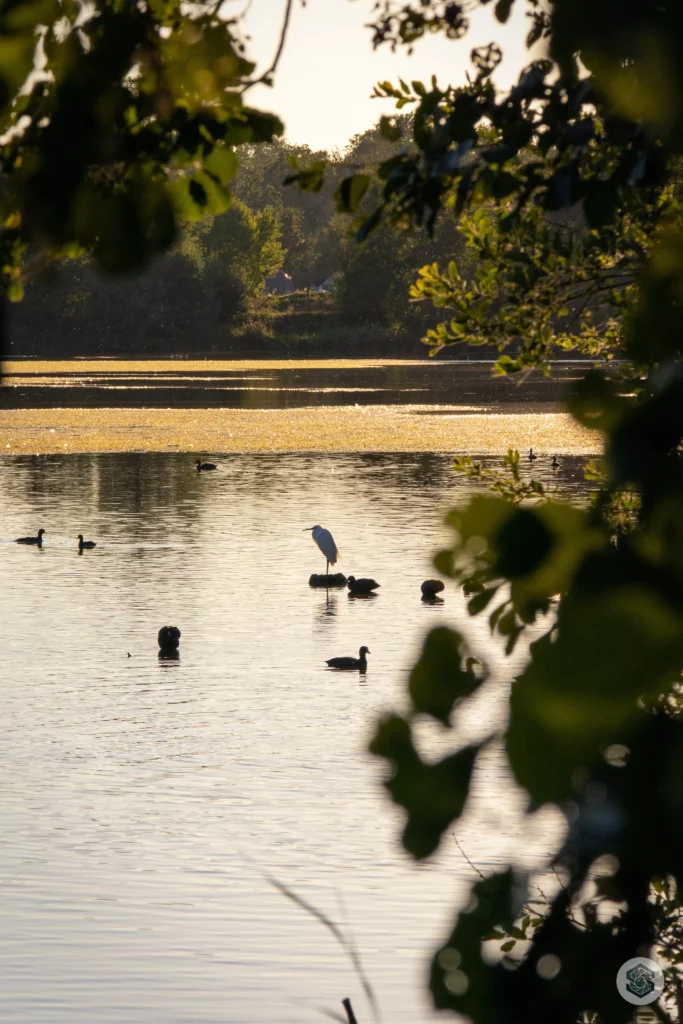 Aigrette sur le lac de l'Ailette dans l'Aisne