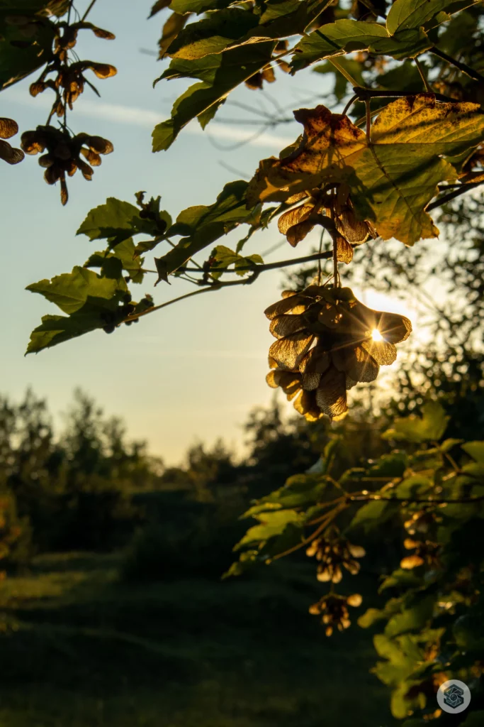 Feuille d'arbre à l'heure dorée