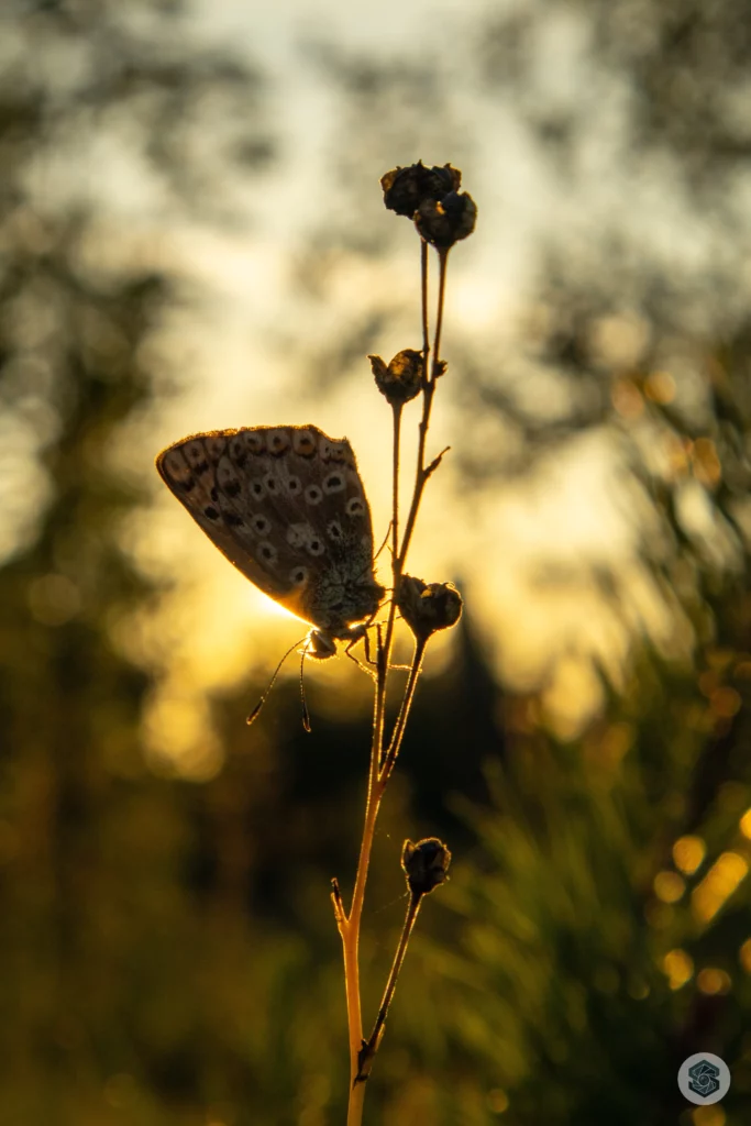 Papillon