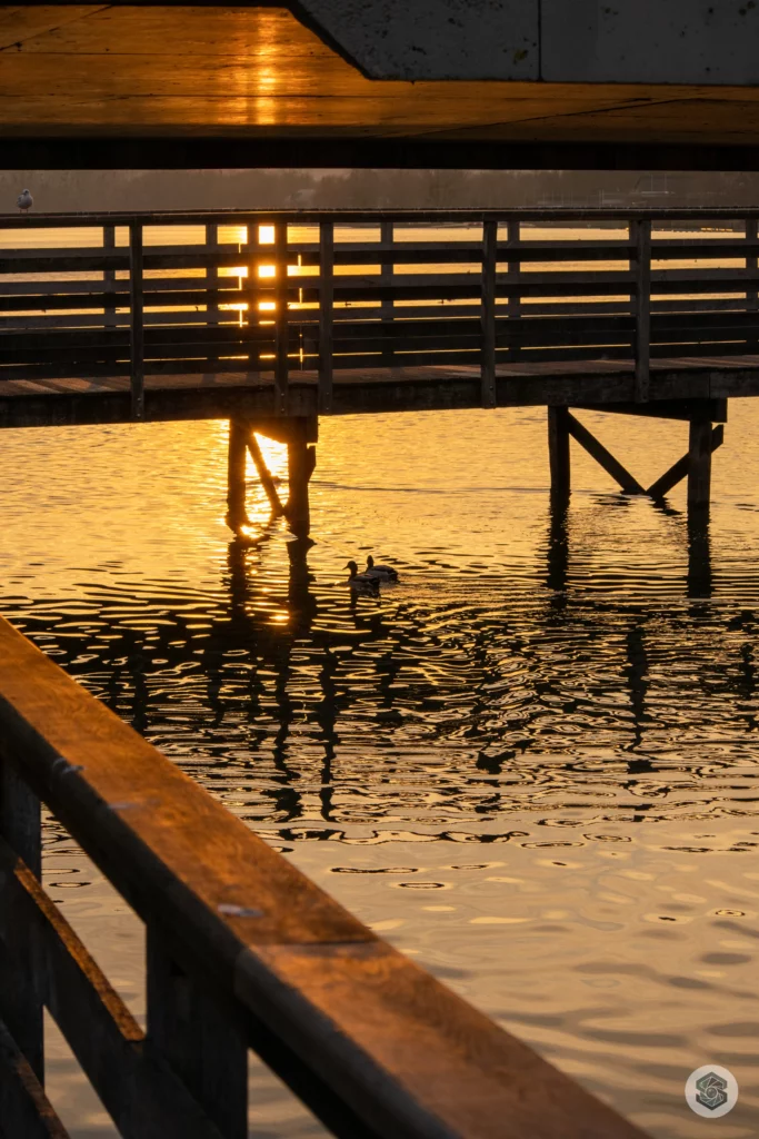 Canards sur l'eau sous la passerelle de la Bièvres