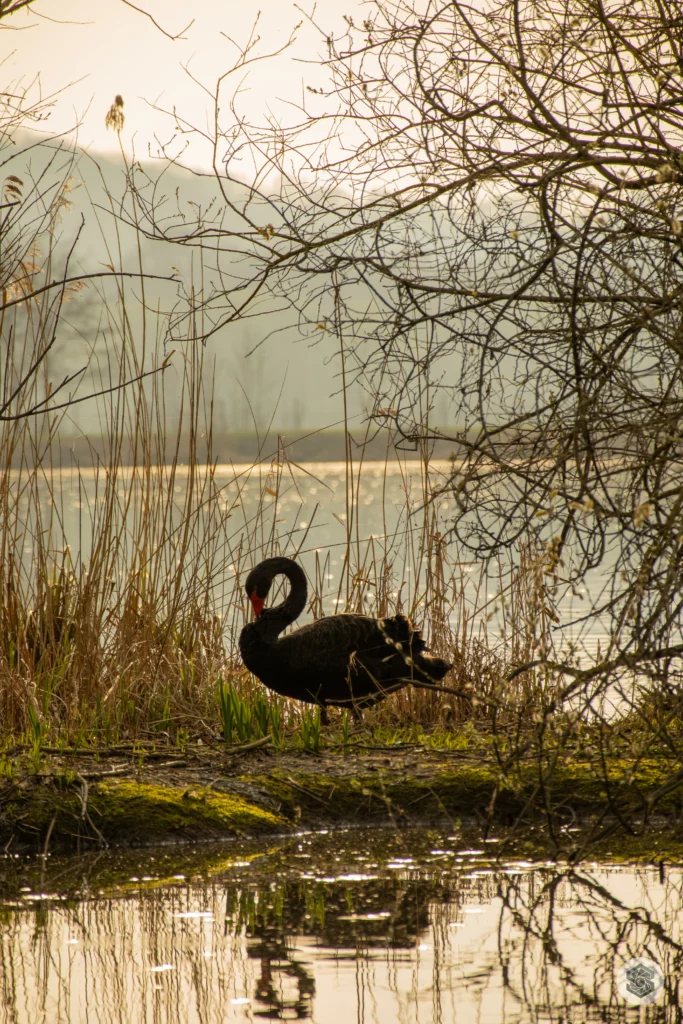 Cygne noir