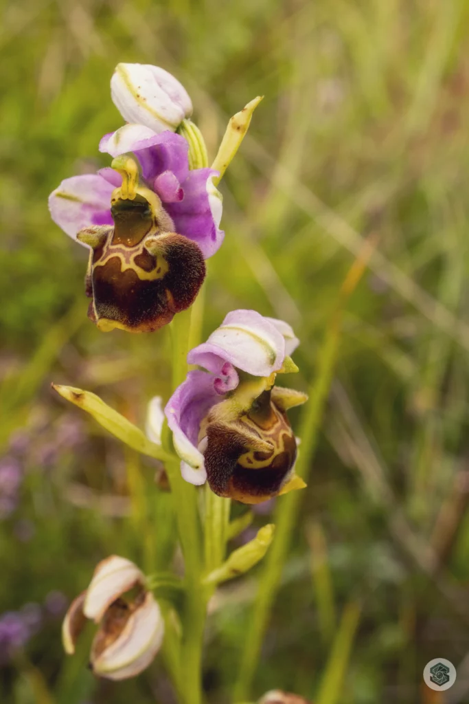 Orchidée sauvage dans l'Aisne