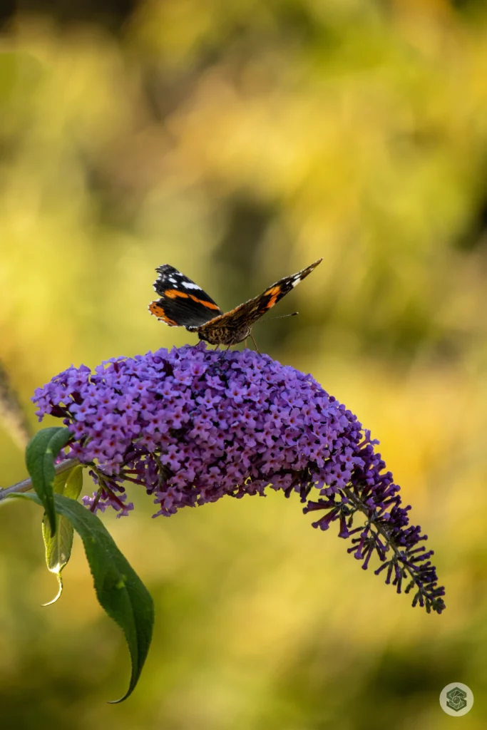 Papillon