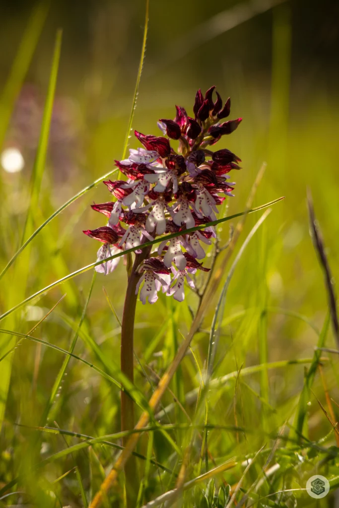 Orchidée sauvage dans l'Aisne