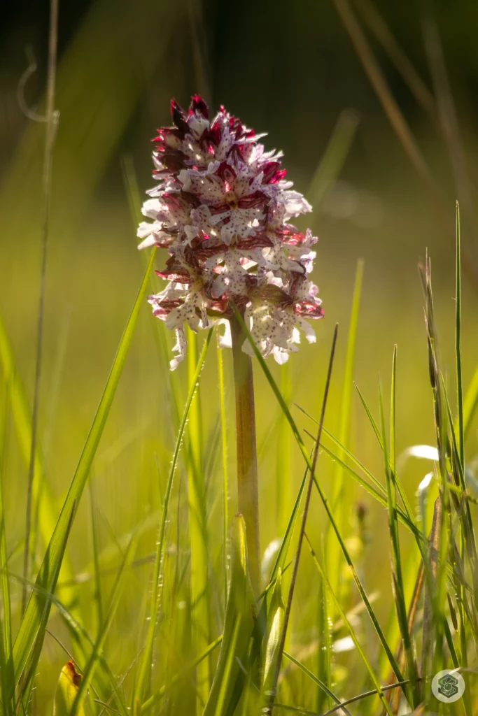 Orchidée sauvage dans l'Aisne