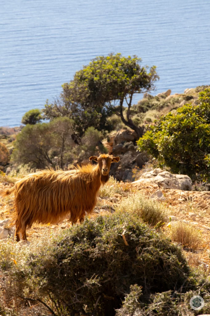 Chèvre au bord de route en crète