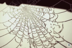 Toile d'araignée gelée