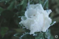 Rose blanche gelée
