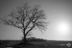 Arbre dans les champs d'Athies sous Laon