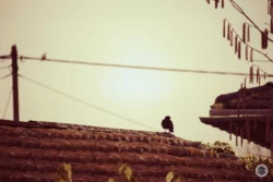 Oiseau