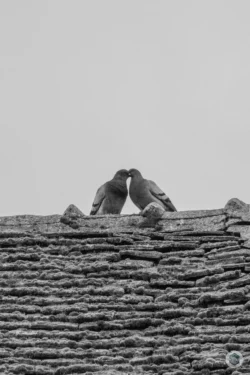 Pigeons amoureux