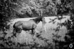 Cheval dans une pâture