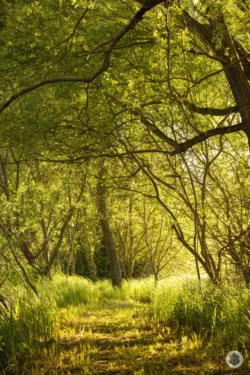 Sous bois à Chamouille, le long de la voie verte de l'Ailette
