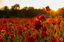 Coquelicots