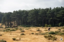 Foret de pin maritimes en Baie de Somme