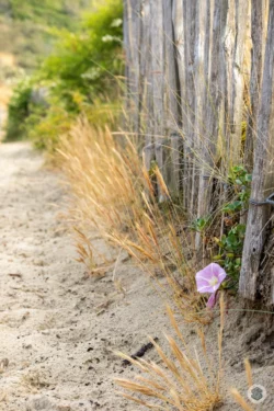Fleur dans les dunes de sable