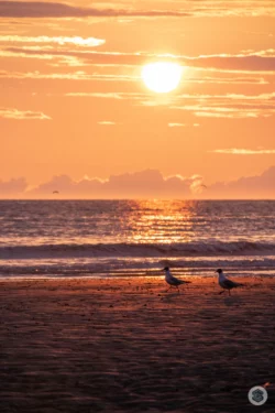 Mouettes au Coucher de soleil à Fort-Mahon