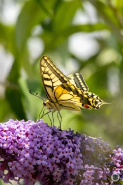 Papillon