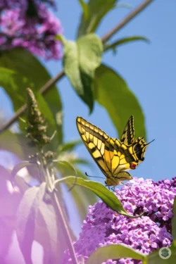 Papillon