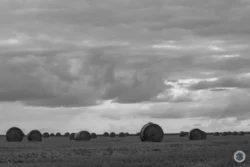 Vue sur les meules de foin dans les champs