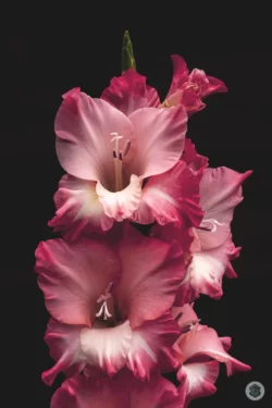 Fleur artistique