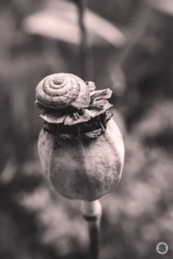 Escargot sur pavot