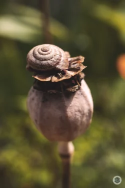 Escargot sur pavot