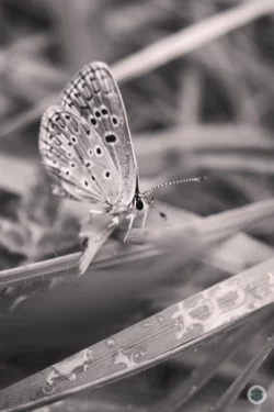 Papillon