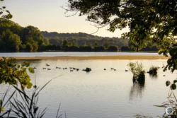Canards sur le lac de l'Ailette dans l'Aisne