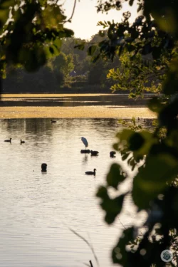Aigrette sur le lac de l'Ailette dans l'Aisne