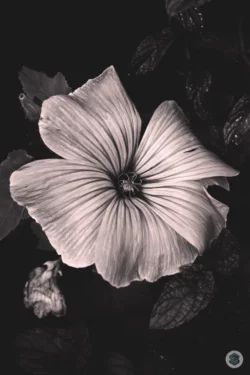 Fleur noir et blanc