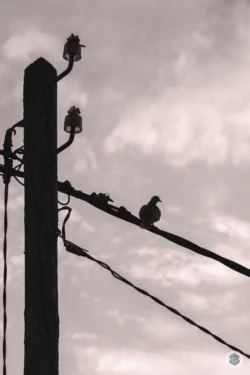 Oiseau sur fil electrique