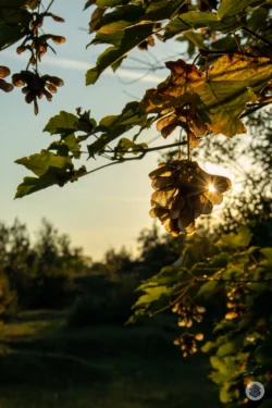 Feuille d'arbre à l'heure dorée