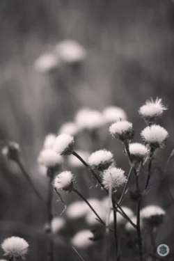 Herbe boule blanche