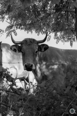 Vache dans l'Aisne