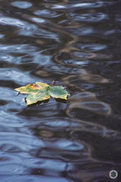 Feuille sur l'eau ondulante