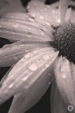 Chrysanthème
