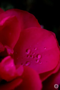 Gouttes d'eau sur fleur rouge
