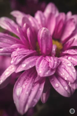 Chrysanthème