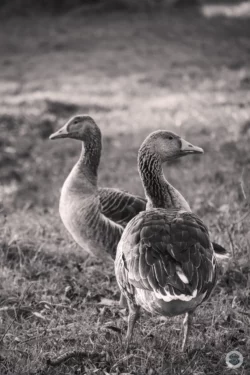 Oies sauvages