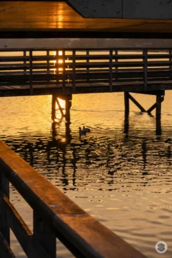 Canards sur l'eau sous la passerelle de la Bièvres