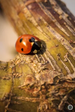 Coccinelle