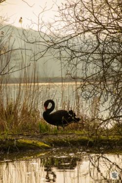 Cygne noir
