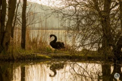 Cygne noir sur le lac de l'Ailette