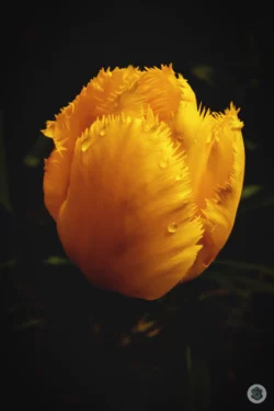 Tulipe jaune dentelée