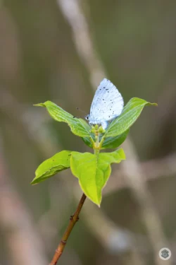 Papillon